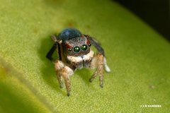 Maratus anomalus