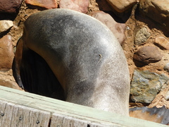 Cryptoblepharus pannosus