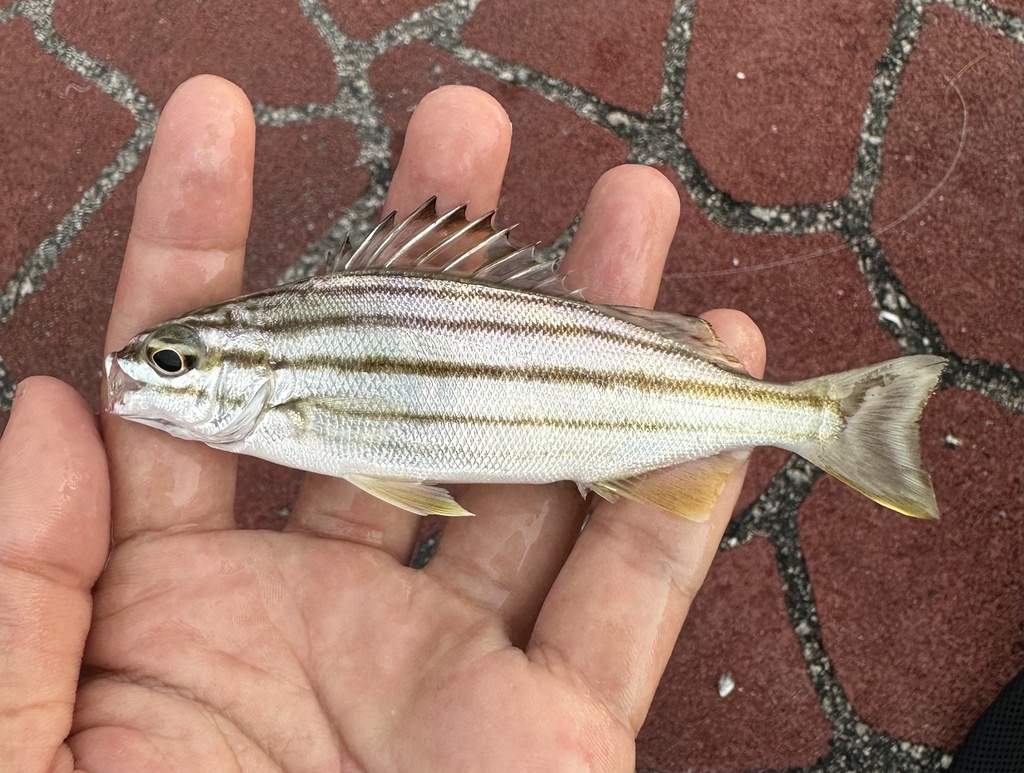 six-lined grunter