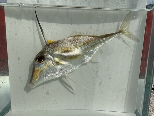 Long-tail tripodfish (Tripodichthys blochii) — Triacanthidae — 4