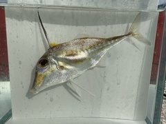Long-Tail Tripodfish photo 4