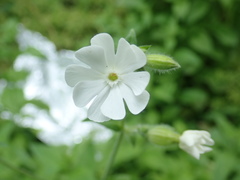 Silene latifolia