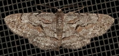 Iridopsis vellivolata