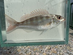 Notchedfin Threadfin Bream photo 3