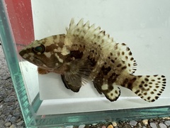 Six-Banded Rock-Cod photo 2