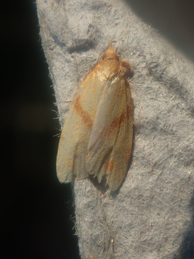 One-lined Sparganothis Moth