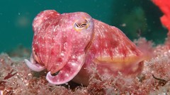 Sepia mestus