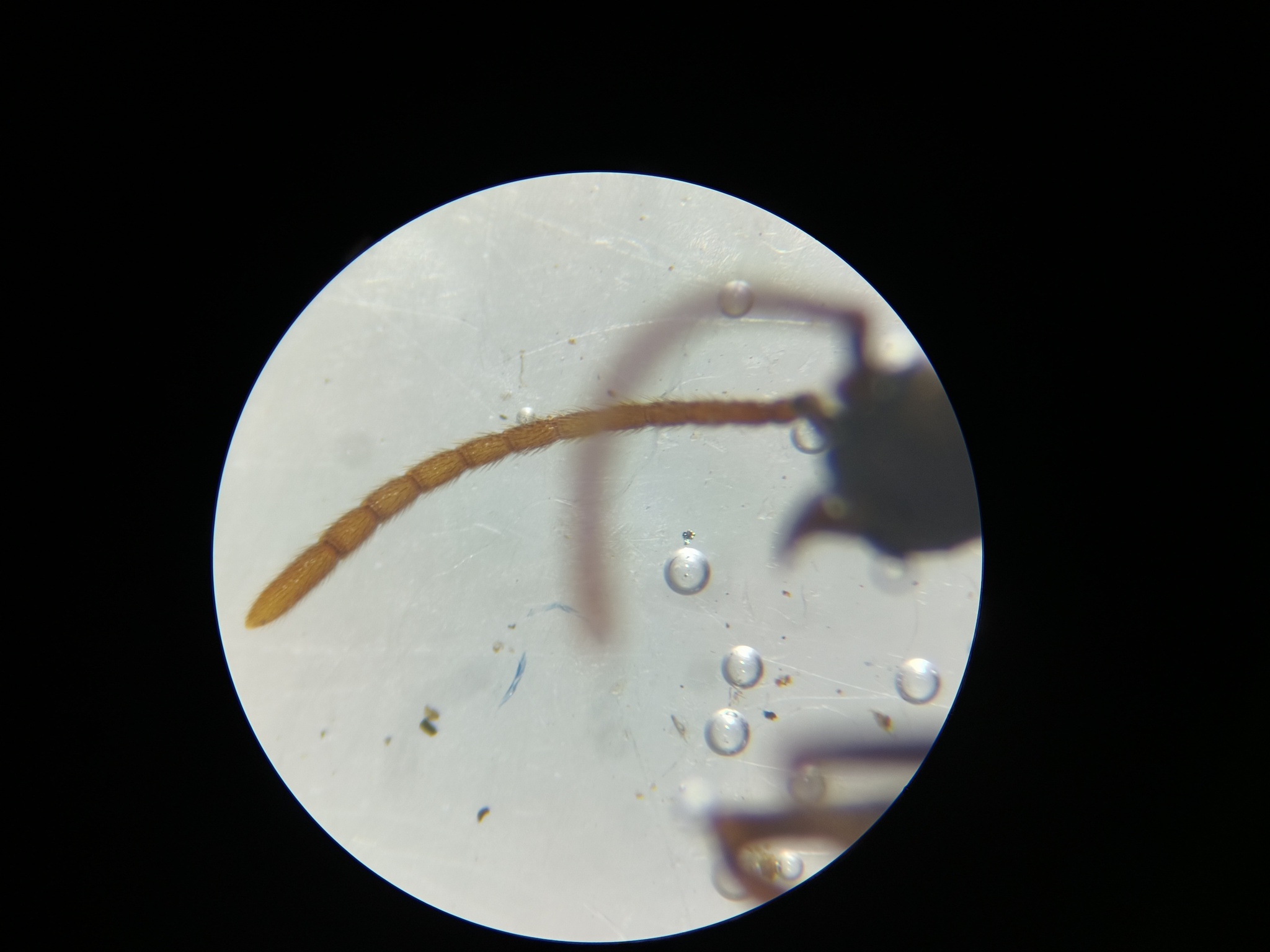 Stegomyrmex manni