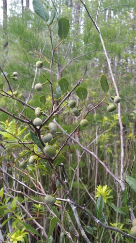 (linked from Styrax americanus) Styrax image