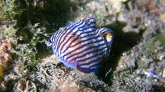 Sepioloidea lineolata