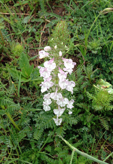 Pedicularis cheilanthifolia