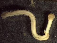 Glyceridae