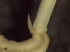 Glyceridae