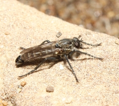 Lasiopogon