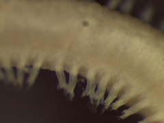 Glyceridae