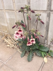 Rehmannia glutinosa
