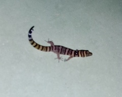 Sphaerodactylus nigropunctatus strategus