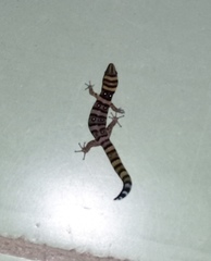 Sphaerodactylus nigropunctatus strategus