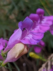 Penstemon heterophyllus australis