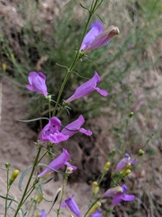 Penstemon heterophyllus australis