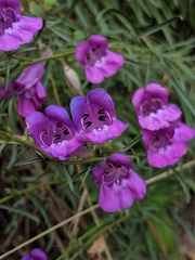 Penstemon heterophyllus australis