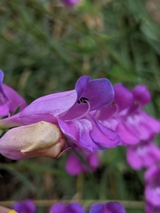 Penstemon heterophyllus australis