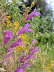 Penstemon heterophyllus australis