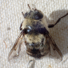 Cephenemyia