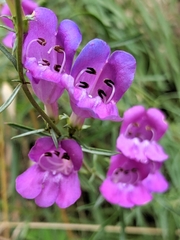 Penstemon heterophyllus australis