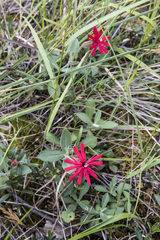 Silene serpentinicola