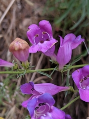 Penstemon heterophyllus australis