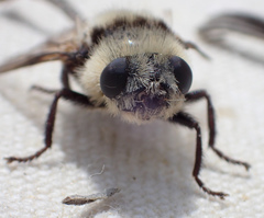 Cephenemyia