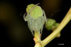 Araneus circulissparsus