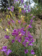Penstemon heterophyllus australis