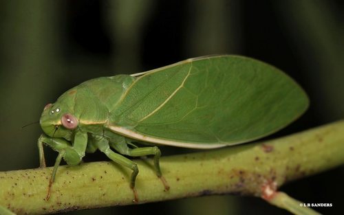 Cystosoma schmeltzi Distant, 1882