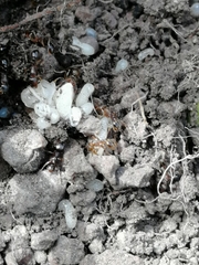 Tetramorium caespitum