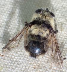 Cephenemyia