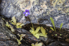 Pinguicula macroceras