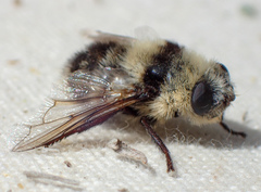 Cephenemyia