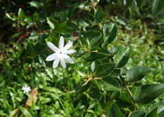 Jasminum elongatum
