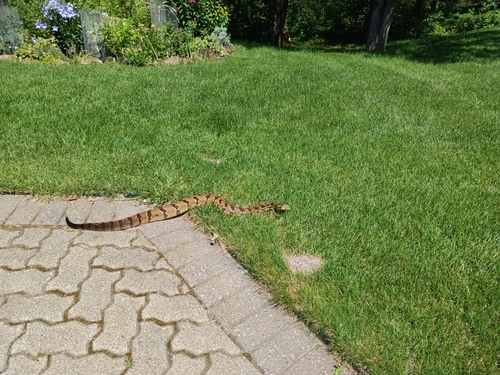 Timber Rattlesnake photographed in Wisconsin