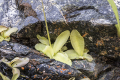 Pinguicula macroceras