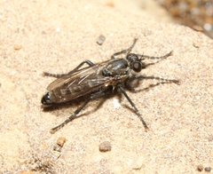 Lasiopogon