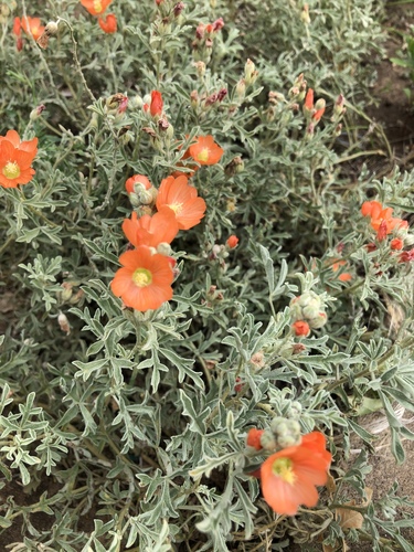 Scarlet Globemallow