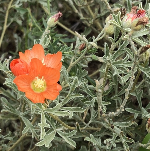 Scarlet Globemallow