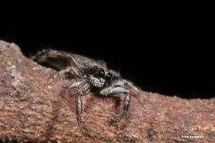 Holoplatys planissima