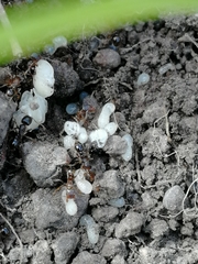 Tetramorium caespitum