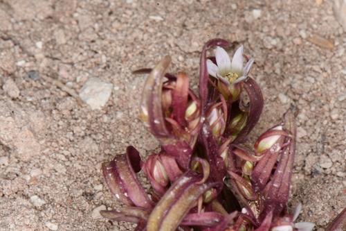 Image of Gentianella tortuosa by (c) Darrin Gobble, some rights reserved (CC BY)
