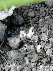 Tetramorium caespitum