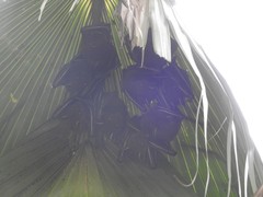Cynopterus sphinx